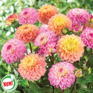 Pretty as a Princess Dahlia Blend Thumbnail